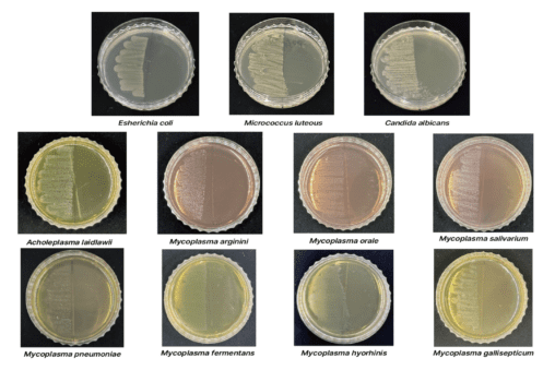 Mycodecon Spray Antibacterial Test against eight species of mycoplasma but also bacteria and yeast