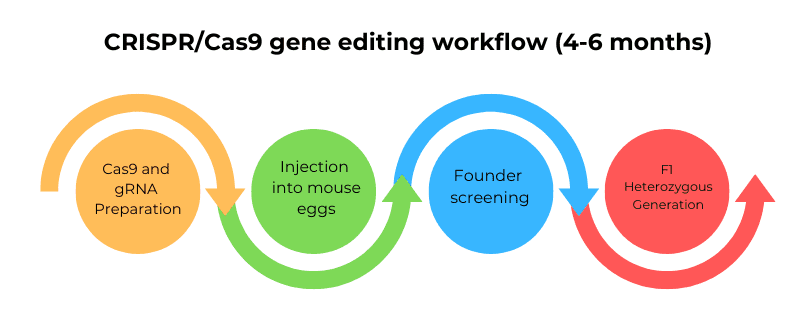 The CRISPR/Cas 9 technology