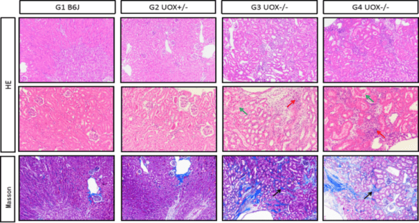 Hyperuricemia Mouse Models - Atlantis Bioscience Pte Ltd