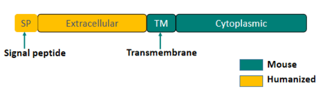 Strategy for generating a humanised transgenic mouse model