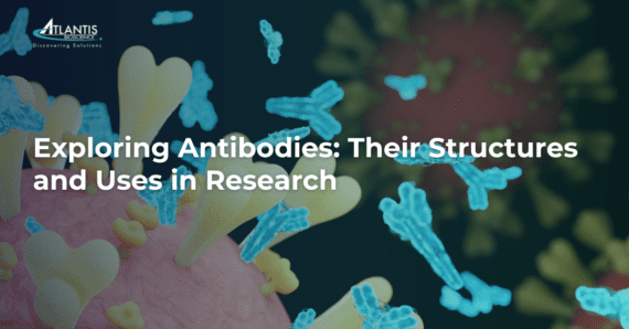 Exploring Antibodies: Their Structure and Research Uses