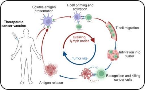 The mechanism of cancer therapeutic vaccine in vivo using tumour antigens.