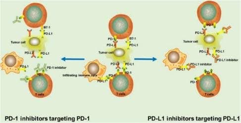 PD-1/PD-L1 inhibitor mechanism