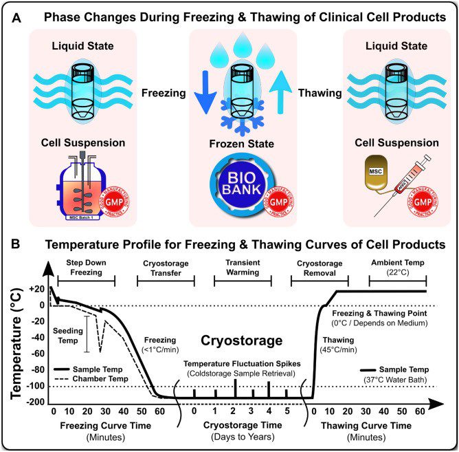 Dealing with Cryopreservation Challenges in Mesenchymal Stem Cell Culture