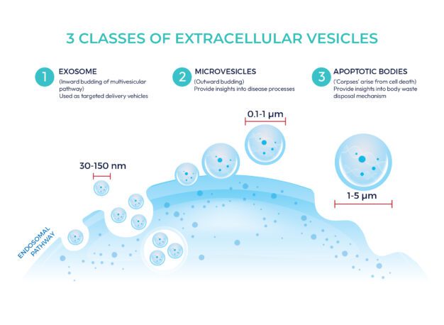 The 3 main classes of extracellular vesicles 