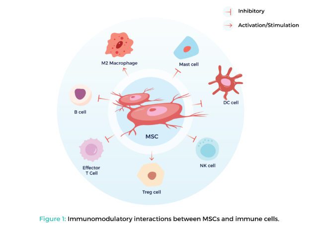 Immunomodulatory interactions between MSCs and immune cells.