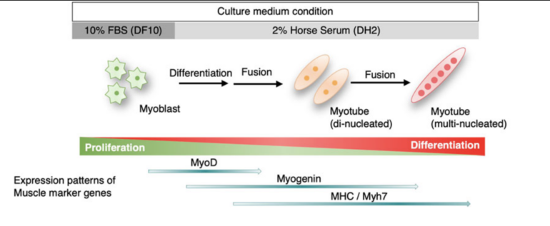 Schematic representation of myogenic differentiation in C2C12 myoblast cells in FBS and Horse Serum.