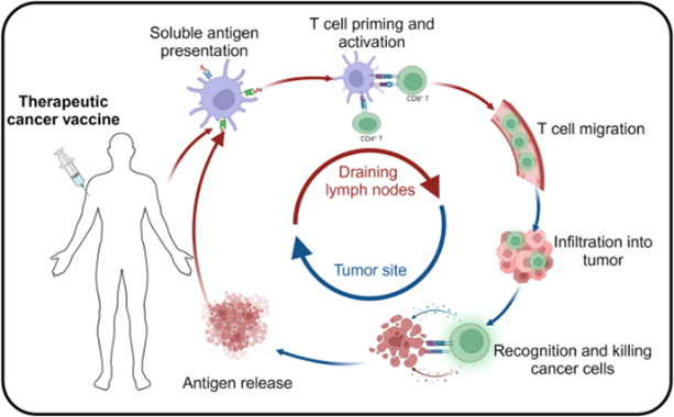 The mechanism of cancer vaccine in vivo.