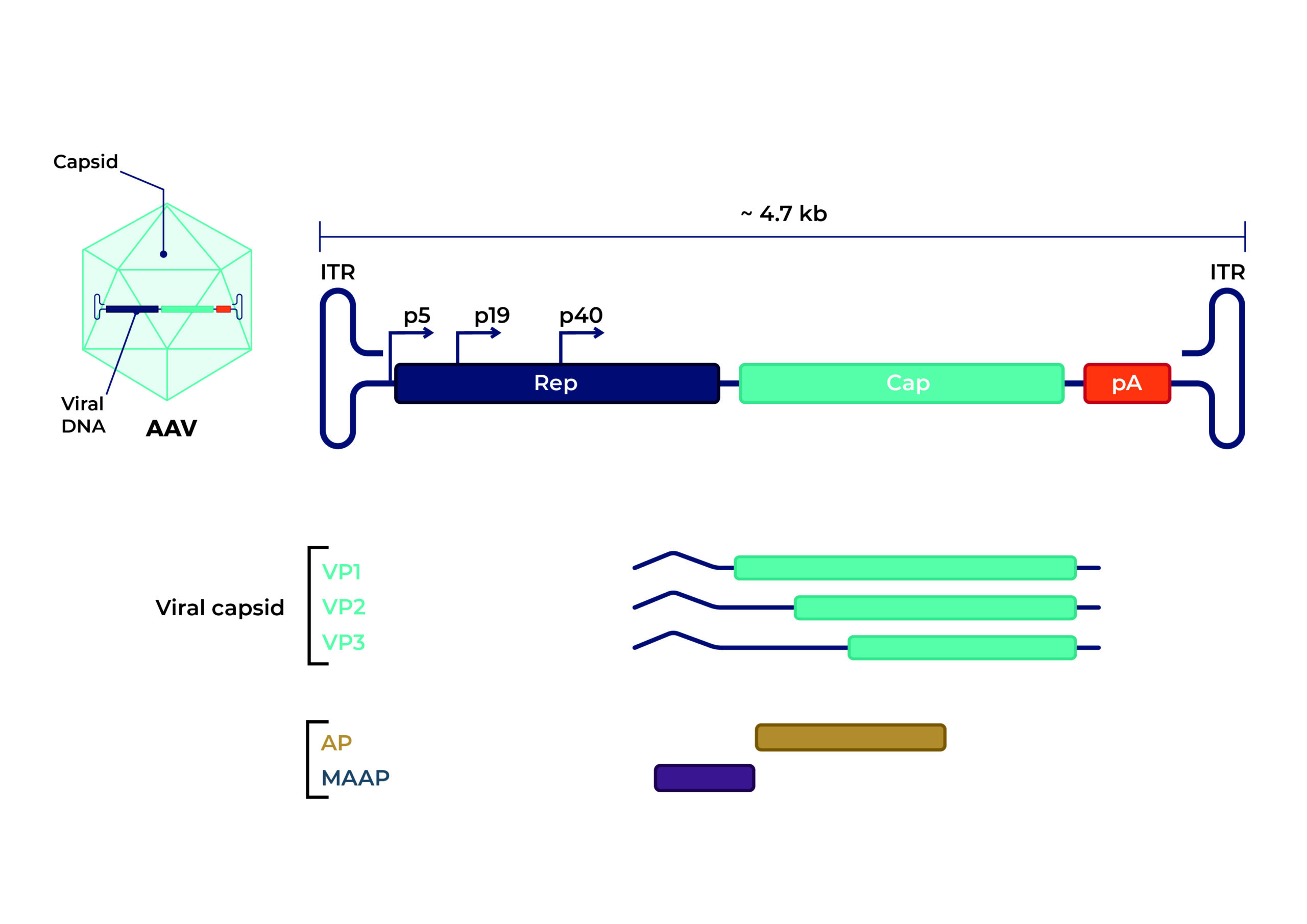 What are AAV Vectors: A Powerful Tool for Gene Therapy