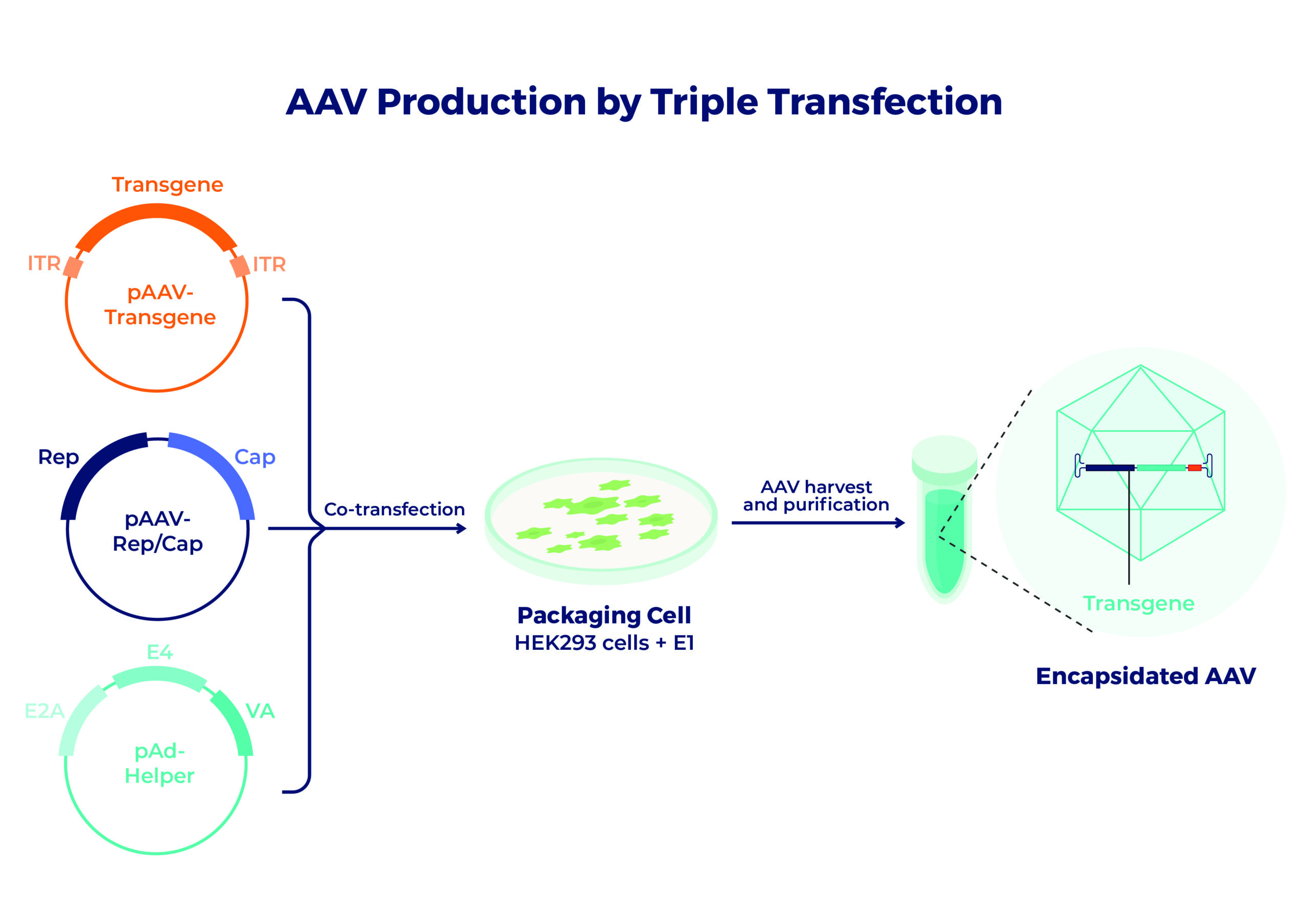 AAV Production by Triple Transfection