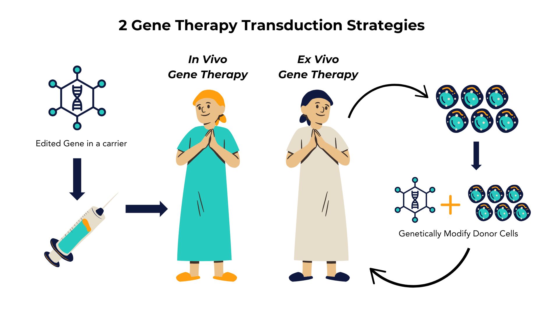 In vivo and Ex vivo Gene Therapy Transduction Strategies