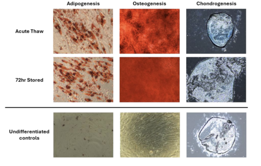 Cell image of MSC stored in CryoEase-PF for 72 hours vs acute thaw